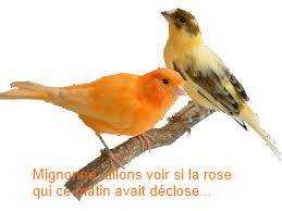desoiseaux